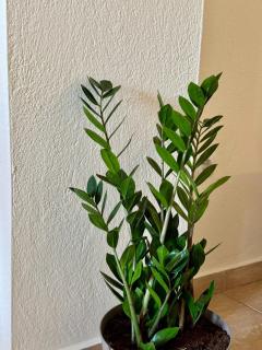 Plagia Oasis Escape - 2