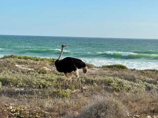 Jonesy's Place on the Beach - Yzerfontein - 1