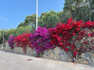 Villa Laura - Pietra Ligure - 5