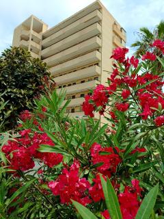 Apartamento MIRAMAR - Torrevieja - 9