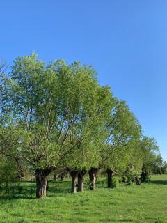 Dworek Pod Wierzbami - 7