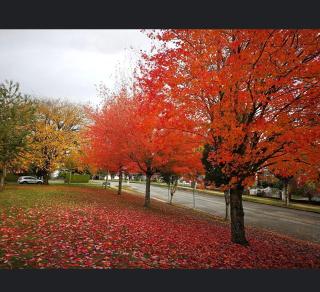 Vancouver park home Psalm 37 - Vancouver - 4
