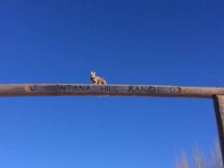 Montana Hill Guest Ranch - Bridge Lake - 3