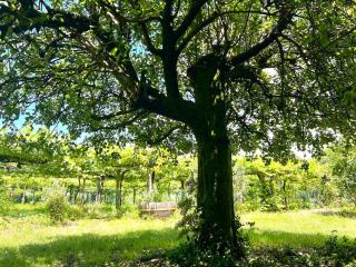 Casa con viñedos, a 5min de la playa - 3