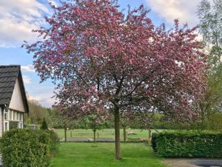 Holiday Home in Noordwolde with Garden, cleaning included - Noordwolde - 5
