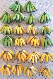 Otumoetai Shared Family Home - Sherwood Food Forest, New Zealand - 1