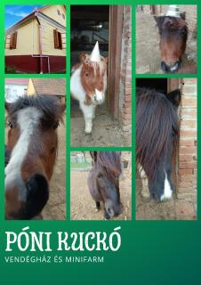 Póni Kuckó Vendégház és Minifarm - - 0