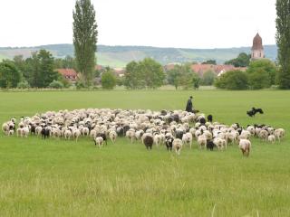 Ferienwohnungen Schuh - Ipsheim - 8