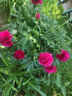 Durmitorske kolibe - 1