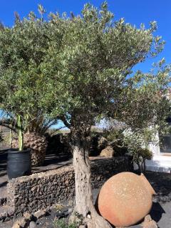 Finca Malvasia Rural Estate & Vineyard - 3