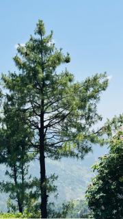 Faimly cottages - Nathia Gali - 3