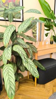 Apartment Botanica - Zvolen - 7