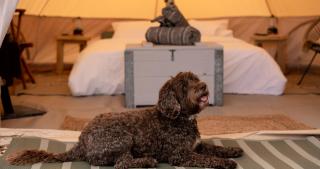 Broadleaves Luxury Glamping - Ticknall - 7