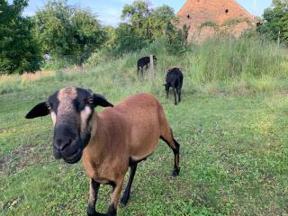 Ferienhaus Alte Provinz ruhige zentrale Lage Kromlau - Gablenz - 1