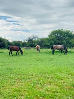 Mabalingwe Mistykie Lodge - Warmbaths - 8