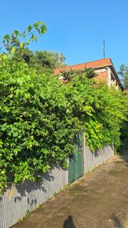 Despina's Yard - 0