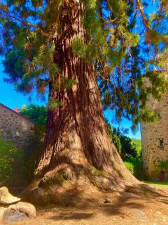 Chateau de Durianne - Le Monteil - 6