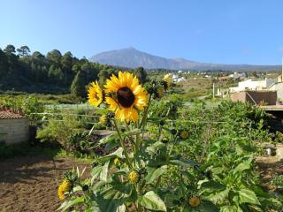 Loft Vista al Teide - Icod de los Vinos - 9
