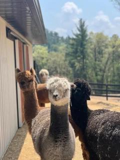 Casacampo Alpaca Ranch - Wisconsin Dells - 2