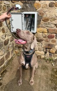 Swallow Cottage - Ripon - 9