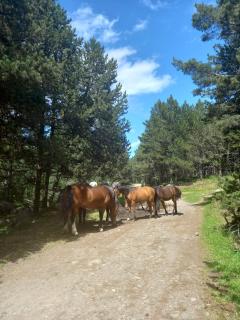 Le chalet montagnard Ninou - 3