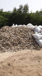 MANGROVE BEACH - Sanyang - 8