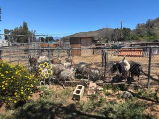 Peaceful & Cozy 3 bedroom Ranch-Home w/Fireplace - Hemet - 3
