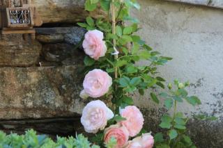 La Terrasse aux citronniers - Saint-Vincent - 6