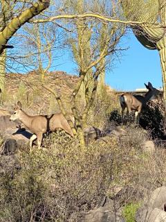 Desert Retreat -Quiet-Mountain views-hiking-golfing - Tucson - 6