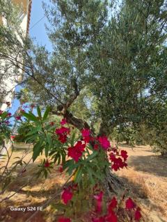Tritsili house - Koroni - 9