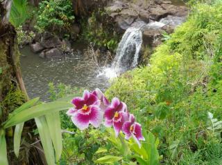 Kikala Waterfall Lodge - Hilo - 1