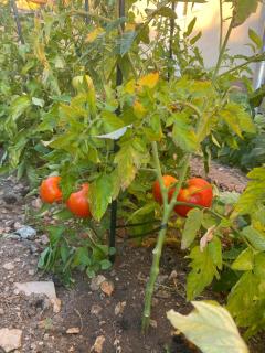 Apartments vila Celice - Jugo Okrug Donji - 9