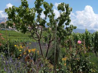 Holiday Home Kata - Two-Bedroom Holiday Home with Balcony - Lumbarda (Lombarda) - 1