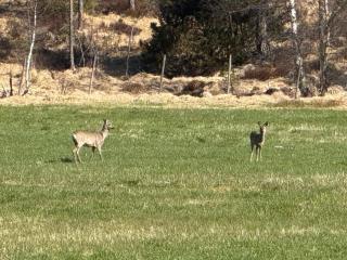 4 star holiday home in Grimstad - 4