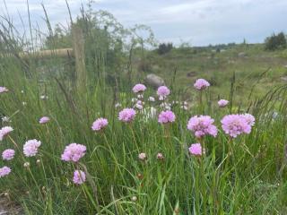 Hasslo Holiday Home with Garden - 1