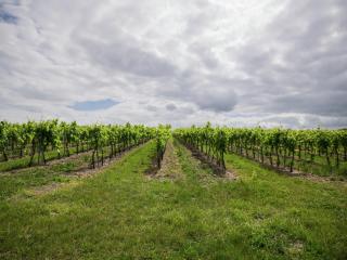 Villa in Segonzac with Pool and Vineyards, cleaning included - Segonzac - 3