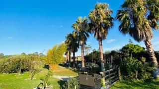 Back to Basics Accommodation - Whakamarama - 6
