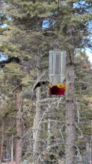 Family-Friendly Mountain Cabin Pet Friendly! - 3