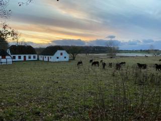 Cattle And Horses At Lundstedet At Skovsgaard - Rudkøbing - 6