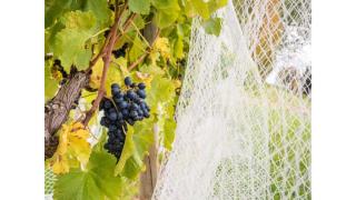 Rae at Lake George Winery by Tiny Away - 8