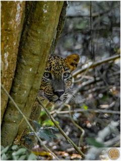 Wilpattu Safari Resort - Nochchiyagama - 6