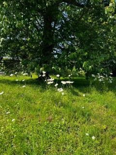 Tobishirdgård - Simrishamn - 8
