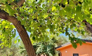 Villaggio Alberghiero Da Pepé - Marina di Camerota - 9