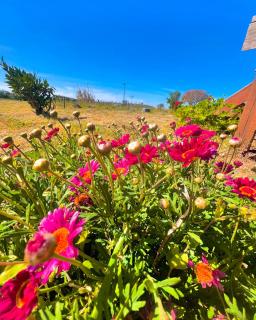 Satsumania Village - Parlak - 4