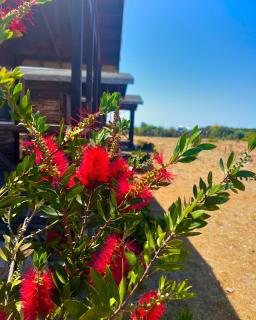 Satsumania Village - 5