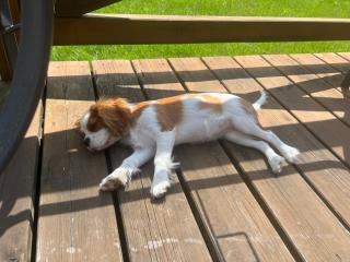 Domki caloroczne z antresola Przytulisko na Mazurach - Ruciane-Nida - 9