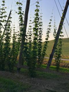 Holledauer Hopfakammerl - Wolnzach - 9