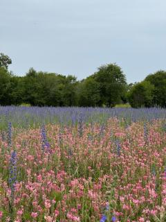 Farmer's Pond House - Koysary - 8