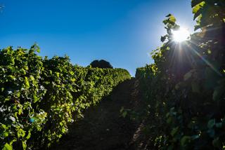 La Maison du Figuier - 6