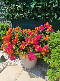 Baie des anges appartement Bis - 2